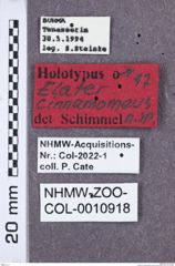 Etikette zu Nipponoelater cinnamomeus (NHMW-ZOO-COL-0010918)